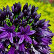5023242393872 Agapanthus Black Jack