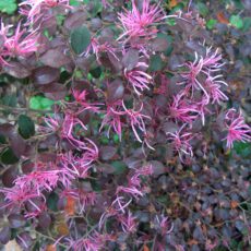 5023242394381 Loropetalum chinense Daybreak's Flame