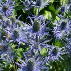 5023242997520 Eryngium planum Magical Anita