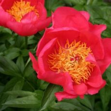 5023242997643 Paeonia lactiflora Flame 4L dp