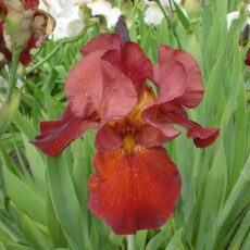 5023242997896 Iris germanica Sultans Palace 3L