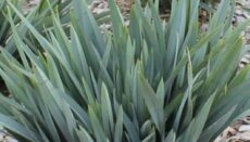 5023242998954 Dianella caerulea Clarity Blue