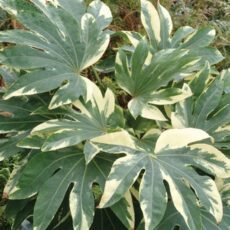5023242998978 Fatsia japonica Variegata