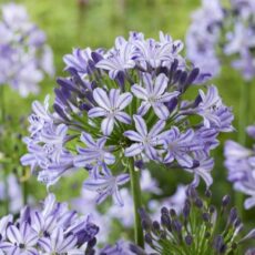 5023242392936 Agapanthus 'Poppin Star'