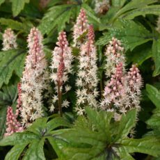 5023242997537 Tiarella Pink Skyrocket 2L