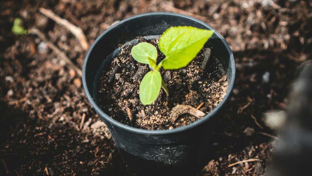 potted plant in peat free compost