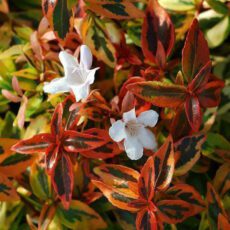 5023242333342 Abelia grandiflora Kaleidoscope