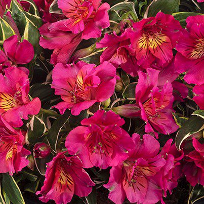 Alstroemeria inticancha ‘River Valley’ 3L 5023242380711