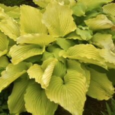 5023242388779 Hosta Coast to Coast