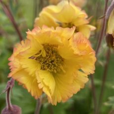 5023242392493 Geum Tempo Yellow
