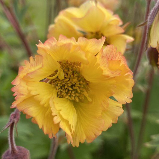 Geum ‘Tempo Yellow’ 2L 5023242392493
