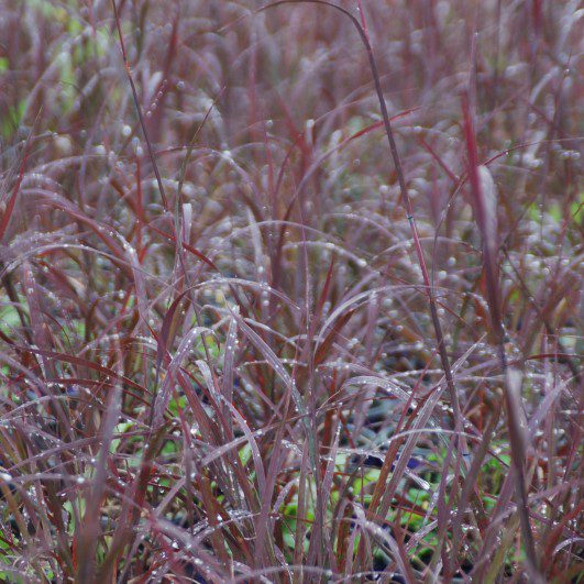 Andropogon gerardii ‘Blackhawks’ 2L 5023242393261
