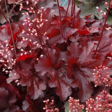 5023242370200 Heuchera Forever Red