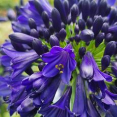 5023242392943 Agapanthus Midnight Sky