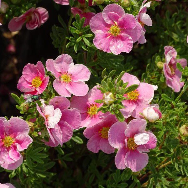 Potentilla fruticosa ‘Bella Rosa’ 3L 5023242998886