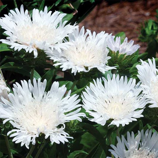 Stokesia laevis ‘Divinity’ 2L 5023242361901