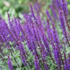 5023242362618 1 Salvia nemorosa Caradonna