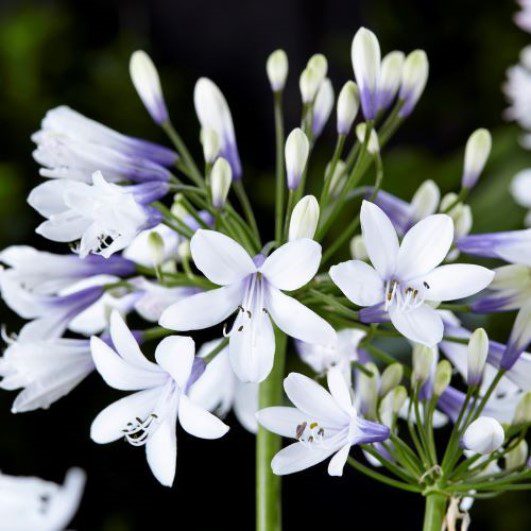 Agapanthus ‘Twister’ 2L 5023242367675