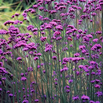 Verbena bonariensis ‘Buenos Aires’ 5L 5023242381244