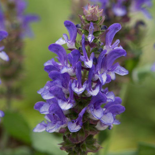 Salvia sylvestris ‘Blue Marvel’ 3L 5023242392455