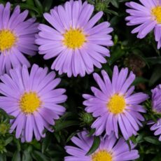 5023242997162 1 Aster Alpha Purple Rocket