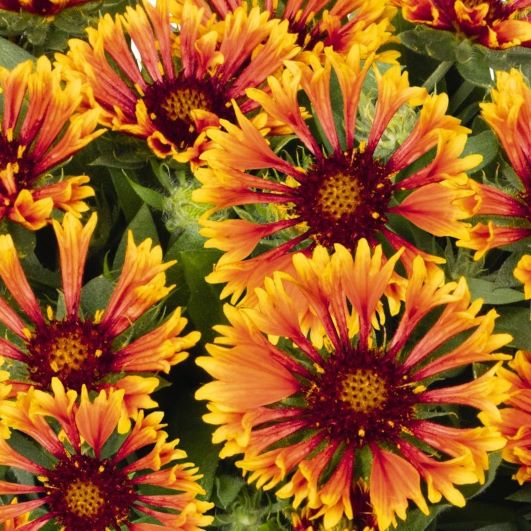 Gaillardia ‘Spintop Mariachi Copper Sun’ 3L 5023242998633