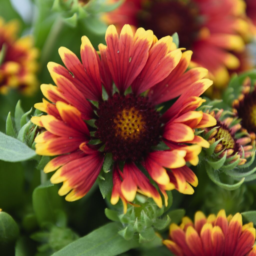 Gaillardia ‘Spintop Orange Halo’ 3L 5023242998640