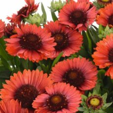 5023242998657 1 Gaillardia Spintop Red