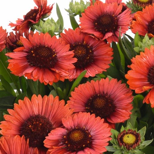 Gaillardia ‘Spintop Red’ 3L 5023242998657