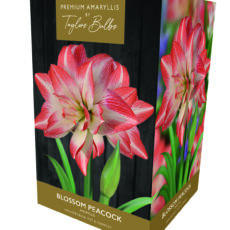 5015882032761 Amaryllis Blossom Peacock Bulb