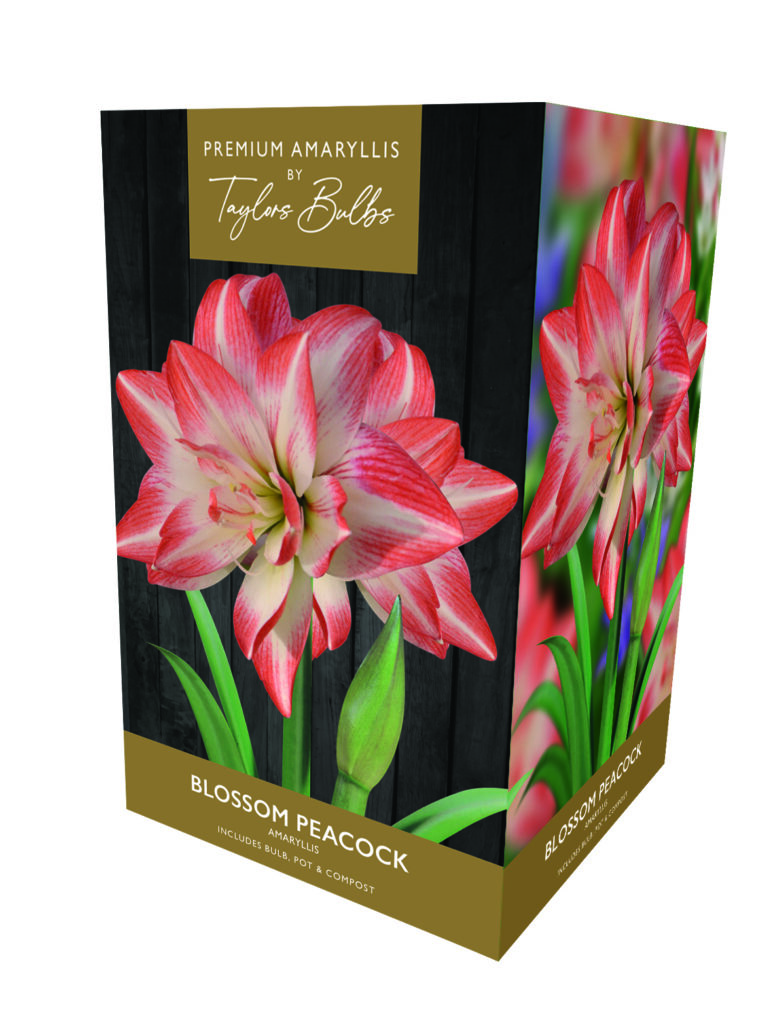 Taylors Premium Amaryllis Blossom Peacock Bulb Gift Set 5015882032761 2