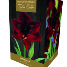 5015882032785 Amaryllis Mandela Bulb Set