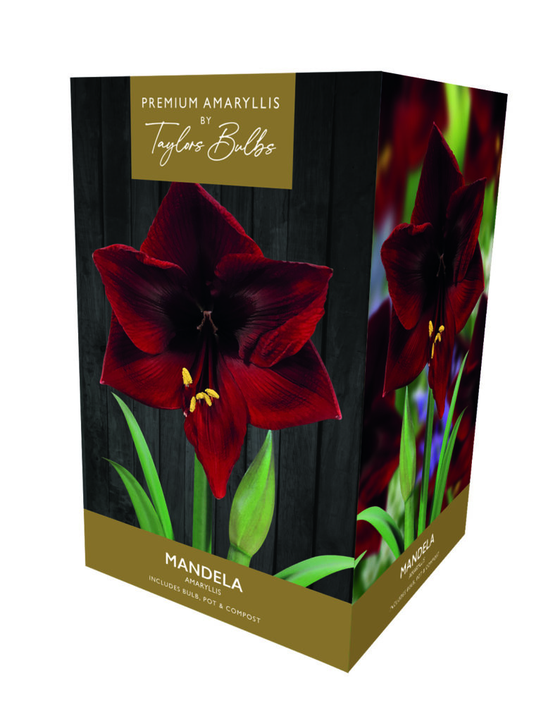 5015882032785 Amaryllis Mandela Bulb Set