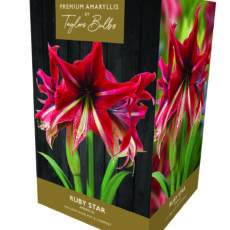 5015882050956 Amaryllis Ruby Star Bulb Set