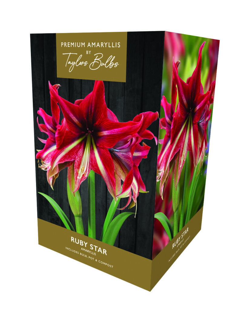Taylors Premium Amaryllis Ruby Star Bulb Gift Set 5015882050956 2