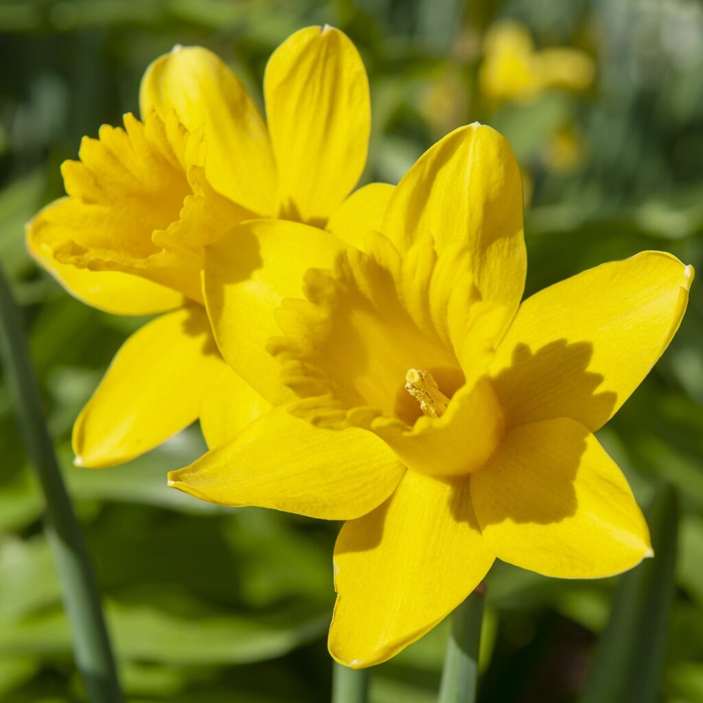 Daffodil Scottish Gold Bulbs 1.5kg 5035714014765 2