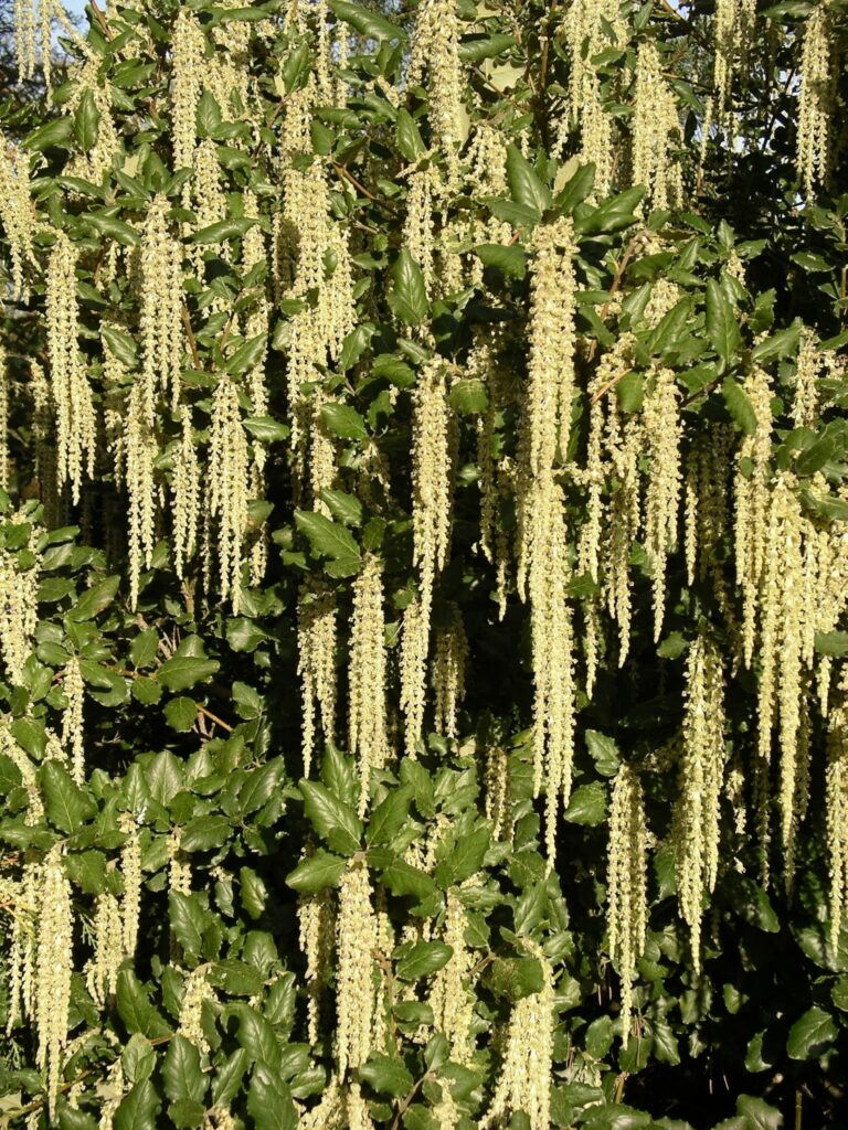 Garrya elliptica ‘James Roof’ 4L 5023242345840 2