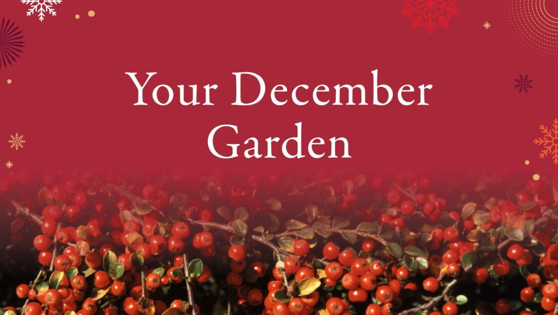 Your Demeber Garden Blog Header