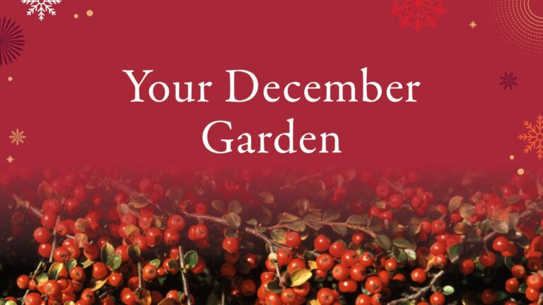 Your Demeber Garden Blog Header