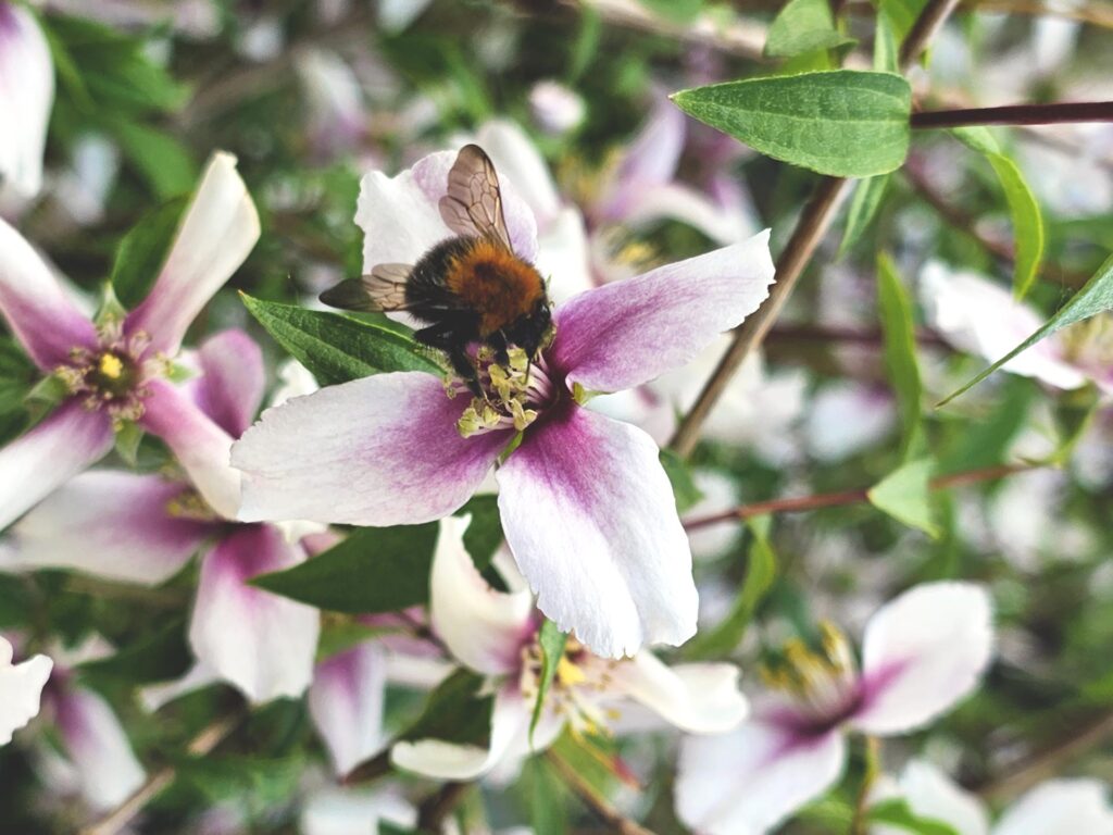 Bee on a Philadelphus Petite Perfume Pink