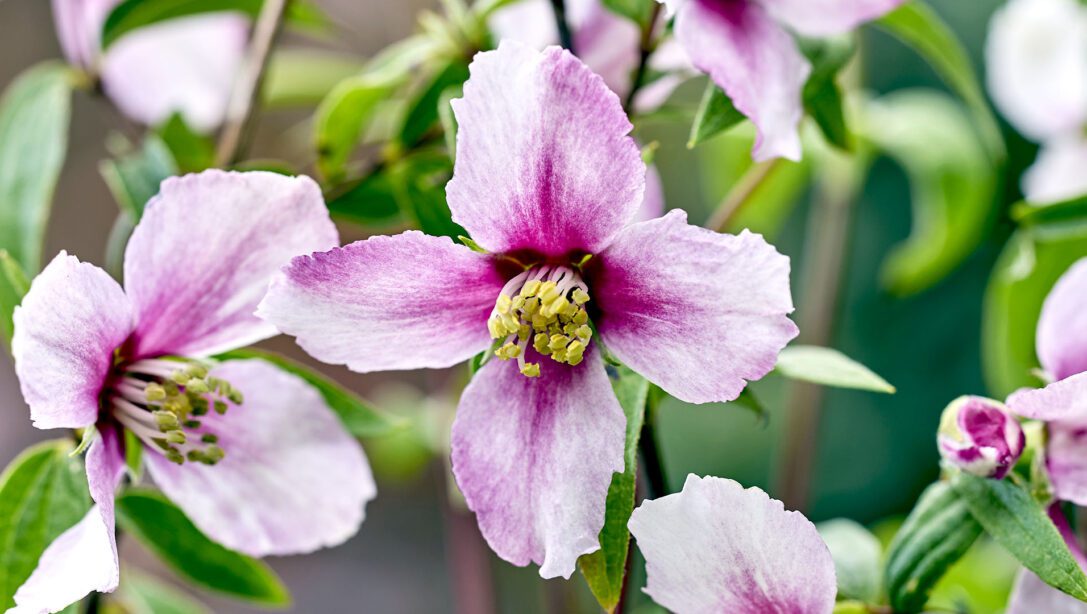 Philadelphus Petite Perfume Pink