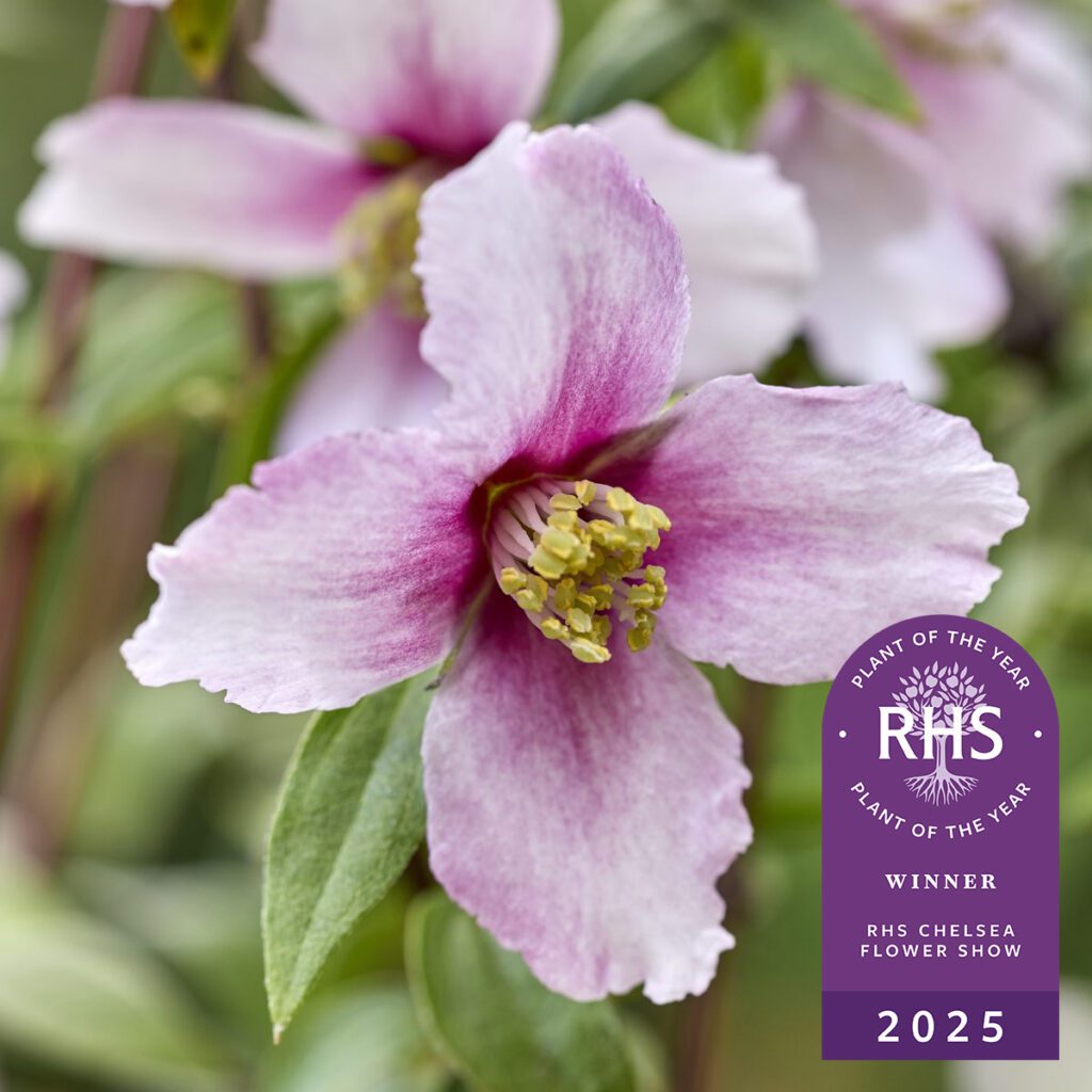5023242393544 3 Philadelphus Petite Perfume Pink 3l RHS Plant of the Year