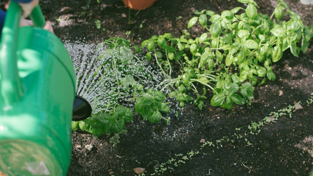 green watering can watering growing basil