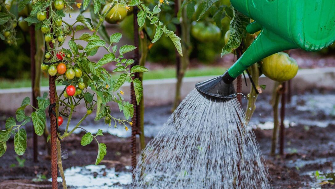 watering can watering tomato plants