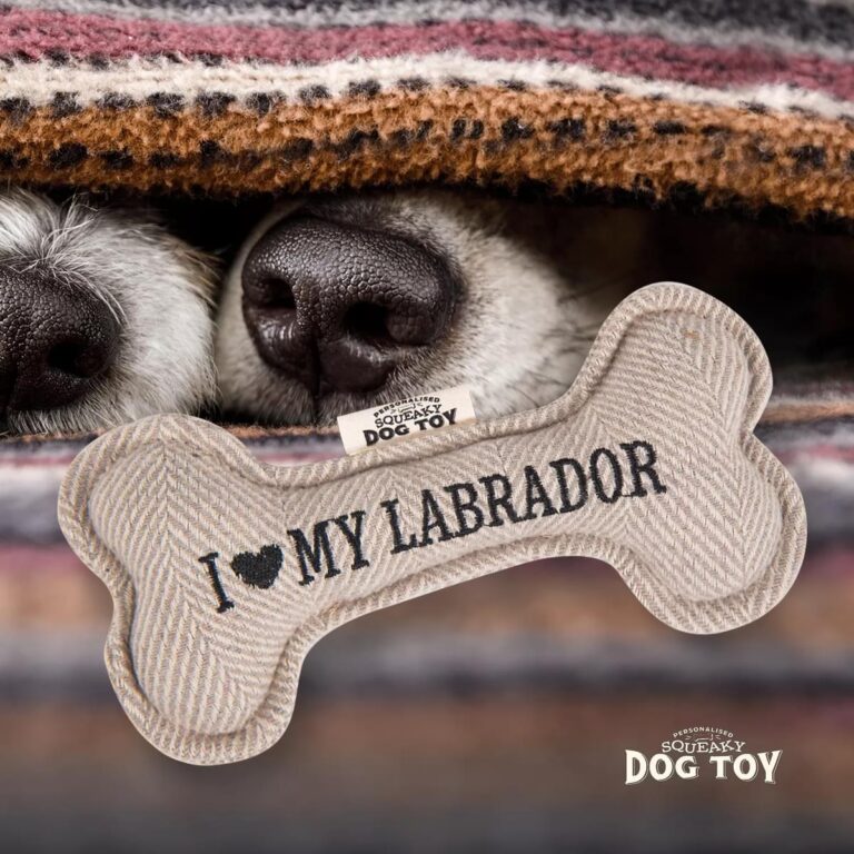 70h05190011 labrador ls medium.jpg