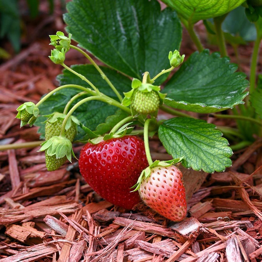 strawberry fruit plant