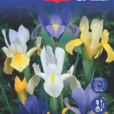 8718641995235 1 dutch iris hollandica mixed