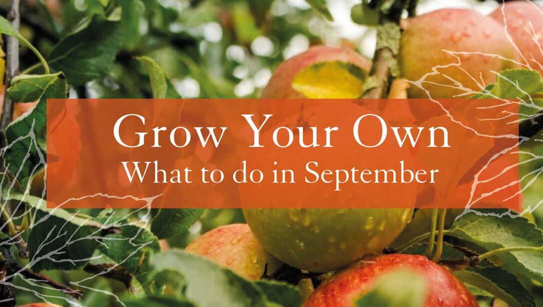 Grow your Own September Header Image