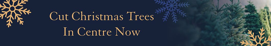 Hillier Cut Christmas Trees Now Available