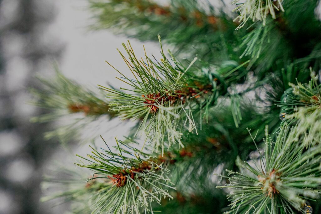 BOSK Thetford Fir – 6.5ft Christmas Tree With 200 Warm White Leds 5061030162491 2